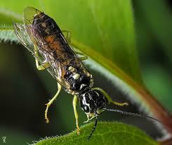 Attēlu rezultāti vaicājumam “Pamphiliidae”