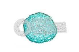 Attēlu rezultāti vaicājumam “Hydnum sp.”