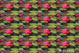 Image result for rosa aquatica