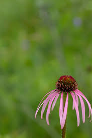 Image result for Echinacea pallida