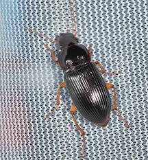 Attēlu rezultāti vaicājumam “Harpalus sp.”