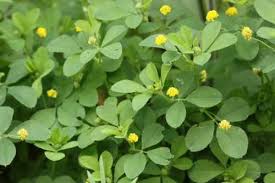 Attēlu rezultāti vaicājumam “Trifolium aureum leaf”