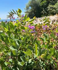 Attēlu rezultāti vaicājumam “Lathyrus japonicus subsp. maritimus leaf”