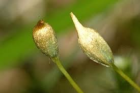 Attēlu rezultāti vaicājumam “Polytrichum piliferum sporophyte”