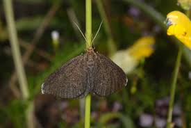 Attēlu rezultāti vaicājumam “Odezia atrata”