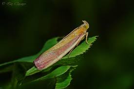 Attēlu rezultāti vaicājumam “Oncocera semirubella”