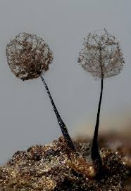 Attēlu rezultāti vaicājumam “Comatricha laxa macro”