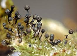 Attēlu rezultāti vaicājumam “Lamproderma puncticulatum macro”