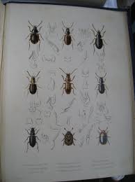 Attēlu rezultāti vaicājumam “Insecta”