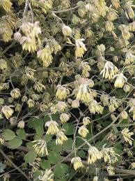 Attēlu rezultāti vaicājumam “Thalictrum minus”