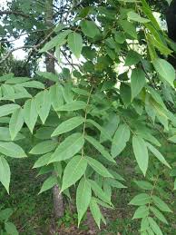 Attēlu rezultāti vaicājumam “Juglans”