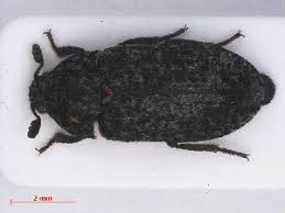 Attēlu rezultāti vaicājumam “Dermestes murinus”