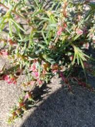 Attēlu rezultāti vaicājumam “Salsola kali”