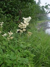 Attēlu rezultāti vaicājumam “Filipendula ulmaria  flower”