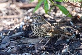 Attēlu rezultāti vaicājumam “Turdus philomelos juvenile”