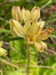 Attēlu rezultāti vaicājumam “Primula elatior flower”