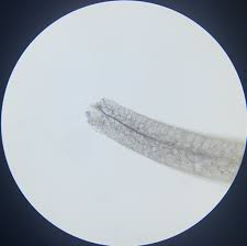 Attēlu rezultāti vaicājumam “Stemonitopsis gracilis stalked”