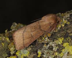 Attēlu rezultāti vaicājumam “Mythimna turca”