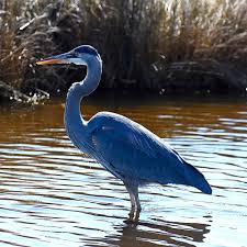 Image result for heron