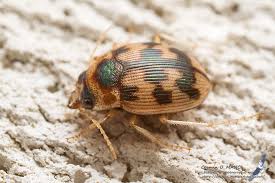 Attēlu rezultāti vaicājumam “Omophron limbatum”