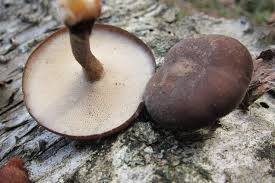 Attēlu rezultāti vaicājumam “Polyporus brumalis”