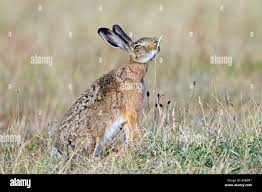 Attēlu rezultāti vaicājumam “Lepus europaeus adult”