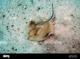 Image result for Dasyatis pastinaca