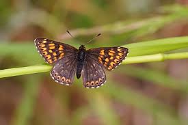 Attēlu rezultāti vaicājumam “Hamearis lucina underside”