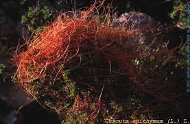 Attēlu rezultāti vaicājumam “Cuscuta epithymum subsp. trifolii”