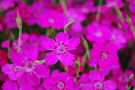 Attēlu rezultāti vaicājumam “Dianthus deltoides flower”