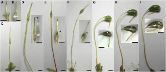 Attēlu rezultāti vaicājumam “Funaria hygrometrica sporophyte”