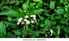 Image result for Ageratum conyzoides
