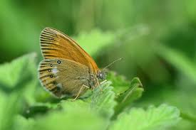Attēlu rezultāti vaicājumam “Coenonympha glycerion”