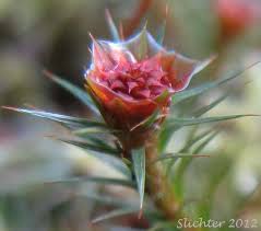 Attēlu rezultāti vaicājumam “Polytrichum juniperinum sporophyte”