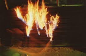 Attēlu rezultāti vaicājumam “Tubifera montana young”