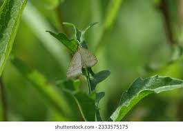 Attēlu rezultāti vaicājumam “Udea lutealis”