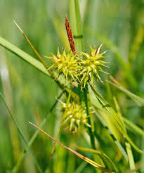 Attēlu rezultāti vaicājumam “Carex flava”