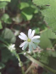 Attēlu rezultāti vaicājumam “Stellaria holostea flower”