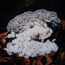 Attēlu rezultāti vaicājumam “Brefeldia maxima”