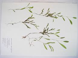 Attēlu rezultāti vaicājumam “Potamogeton compressus”