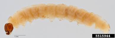 Attēlu rezultāti vaicājumam “Grapholita funebrana larva”