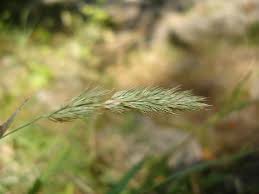 Attēlu rezultāti vaicājumam “Grimmia muehlenbeckii sporophyte”