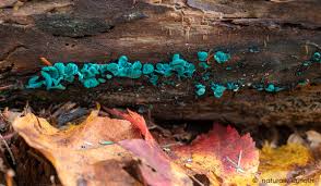 Attēlu rezultāti vaicājumam “Chlorociboria aeruginascens”