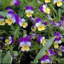 Image result for Viola cornuta