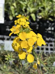 Attēlu rezultāti vaicājumam “Erysimum hieracifolium flower”