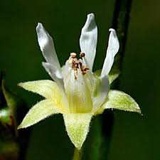 Attēlu rezultāti vaicājumam “Rubus saxatilis flower”