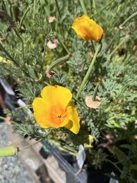 Attēlu rezultāti vaicājumam “Eschscholzia californica fruit”