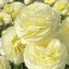 Attēlu rezultāti vaicājumam “Ranunculus elatior”