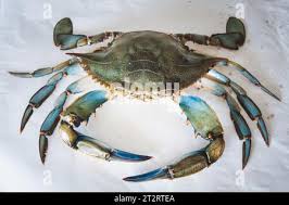 Image result for Callinectes sapidus
