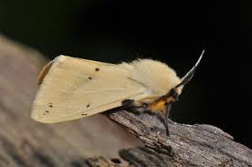 Attēlu rezultāti vaicājumam “Spilosoma lutea imago”